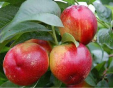 增加油桃產(chǎn)量的種植方法有哪些？